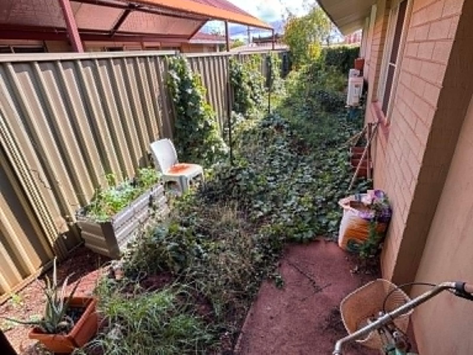 Side path overgrown with weeds and vines beside a Newman house