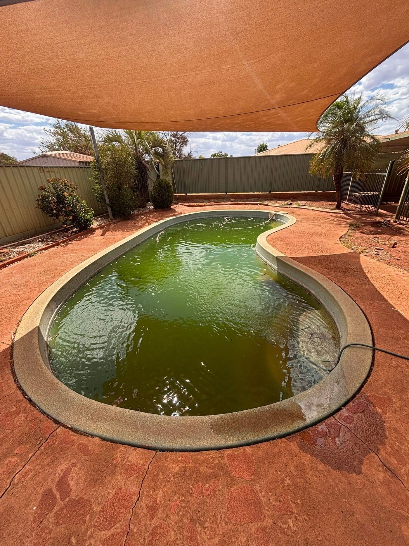 Green algae filled swimming pool in Newman before cleaning