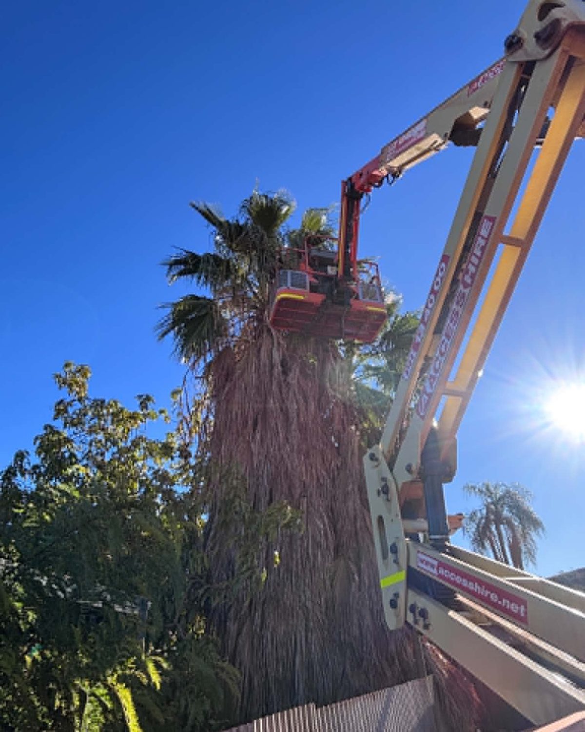 Palm tree being trimmed from an elevated work platform in Newman