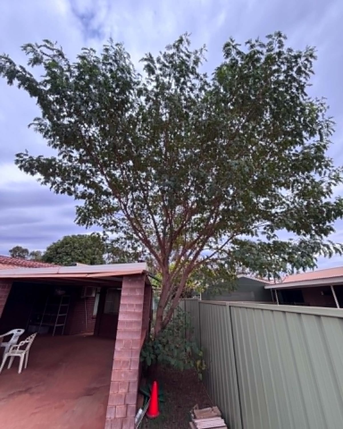 Large shade tree overhanging a Pilbara home before trimming